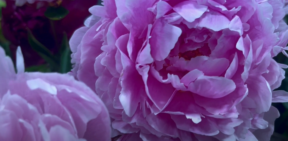 Atelier Floral flower shop commercial